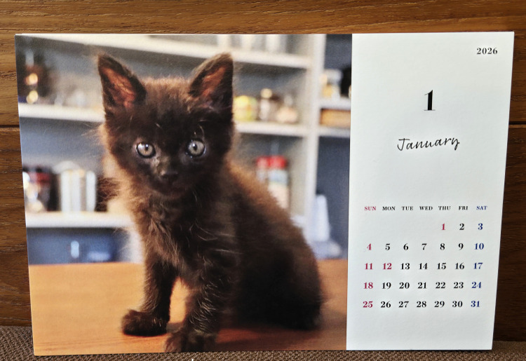 猫写真展『dreaming』 大石裕子さん 2025年10月26日(日)～11月29日(土)